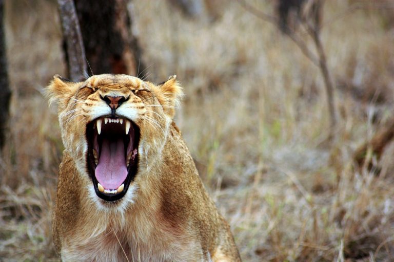 Parto naturale: il trionfo dell’istinto