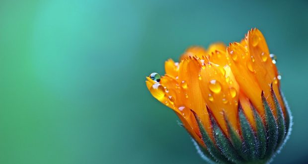 calendula