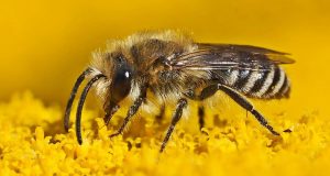 prevenire le rughe con il veleno d'api