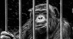 gita allo zoo diseducativa